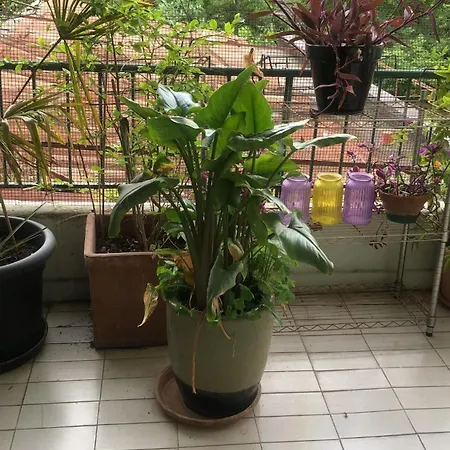 Hospital-elegant Flat With Terrace * Vicenza